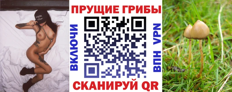 Купить  Красный Холм  Галлюциногенные грибы GOLDEN TEACHER 